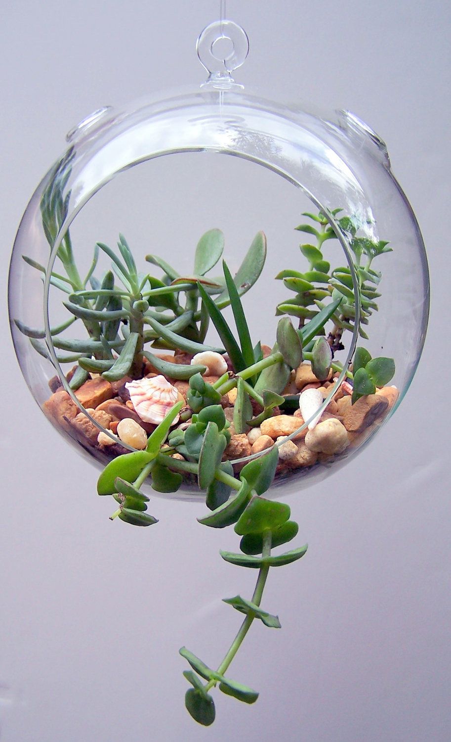 Mini Blown Glass Hanging Terrarium / Terrario Colgante Adornos / Embellishments Hanging Terrarium